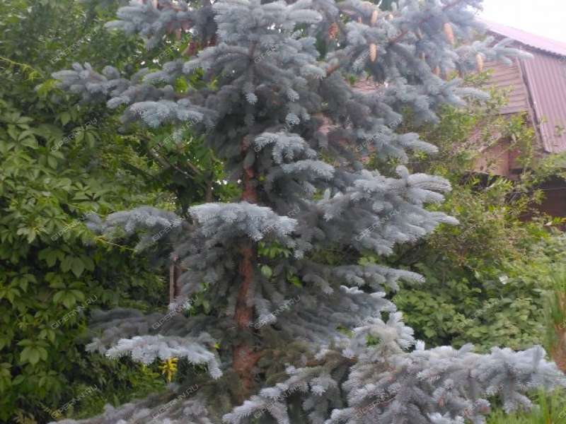 дом на клубничная деревня Крутая